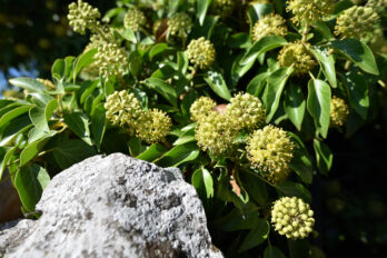 Priprava čebel na bršljanovo pašo in oskrba čebeljih družin na zimovanje