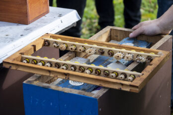 Delavnico o uspešni proizvodnji lastnih matic